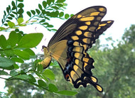Wild Lime (Zanthoxylum fagara)