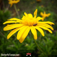 Golden Aster - Chrysopsis mariana (1 Gal.)