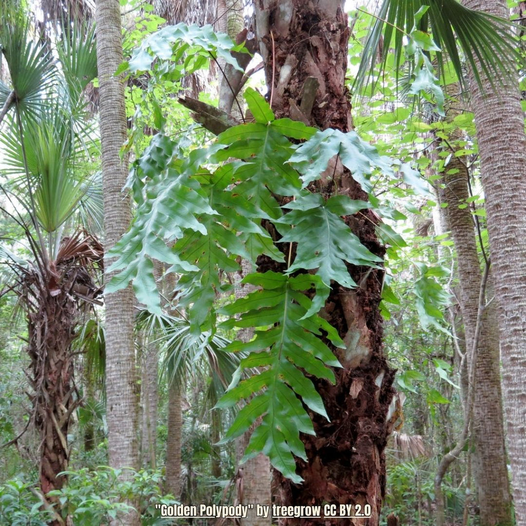 Golden Polypody Fern - Phlebodium aureum