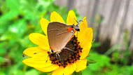 Dune Sunflower (Helianthus debilis)