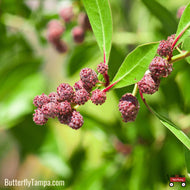 Green Buttonwood (Conocarpus erectus) - 3 Gallon