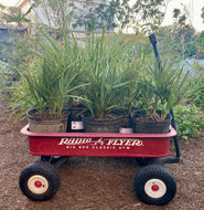 Green Saw Palmetto (Serenoa repens)
