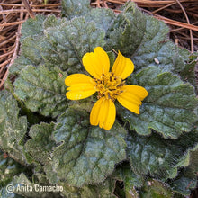 Load image into Gallery viewer, Green and Gold- Chrysogonum virginianum
