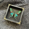 Emerald Swallowtail in Shadow Box