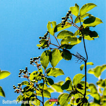 Load image into Gallery viewer, Hackberry - Celtis laevigata (3 gal.)
