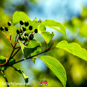 Hackberry - Celtis laevigata (3 gal.)