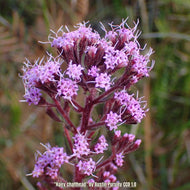 Hairy Trilisa (Carphephorus paniculatus) - 1 Gallon