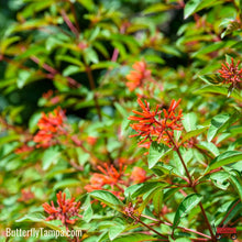 Load image into Gallery viewer, Calusa Firebush - Hamelia patens &#39;Calusa&#39;
