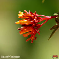 Calusa Firebush (Hamelia patens 'Calusa')