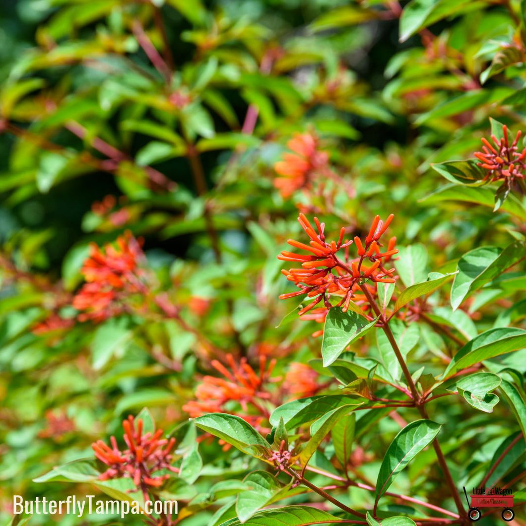 Calusa Firebush