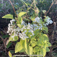 Hammock Snakeroot- Ageratina jucunda