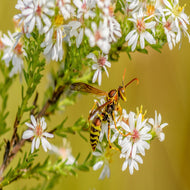 Heath Aster (Symphyotrichum ericoides) - 1 Gallon