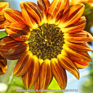 Southeastern Sunflower (Helianthus agrestis) - 1 Gallon