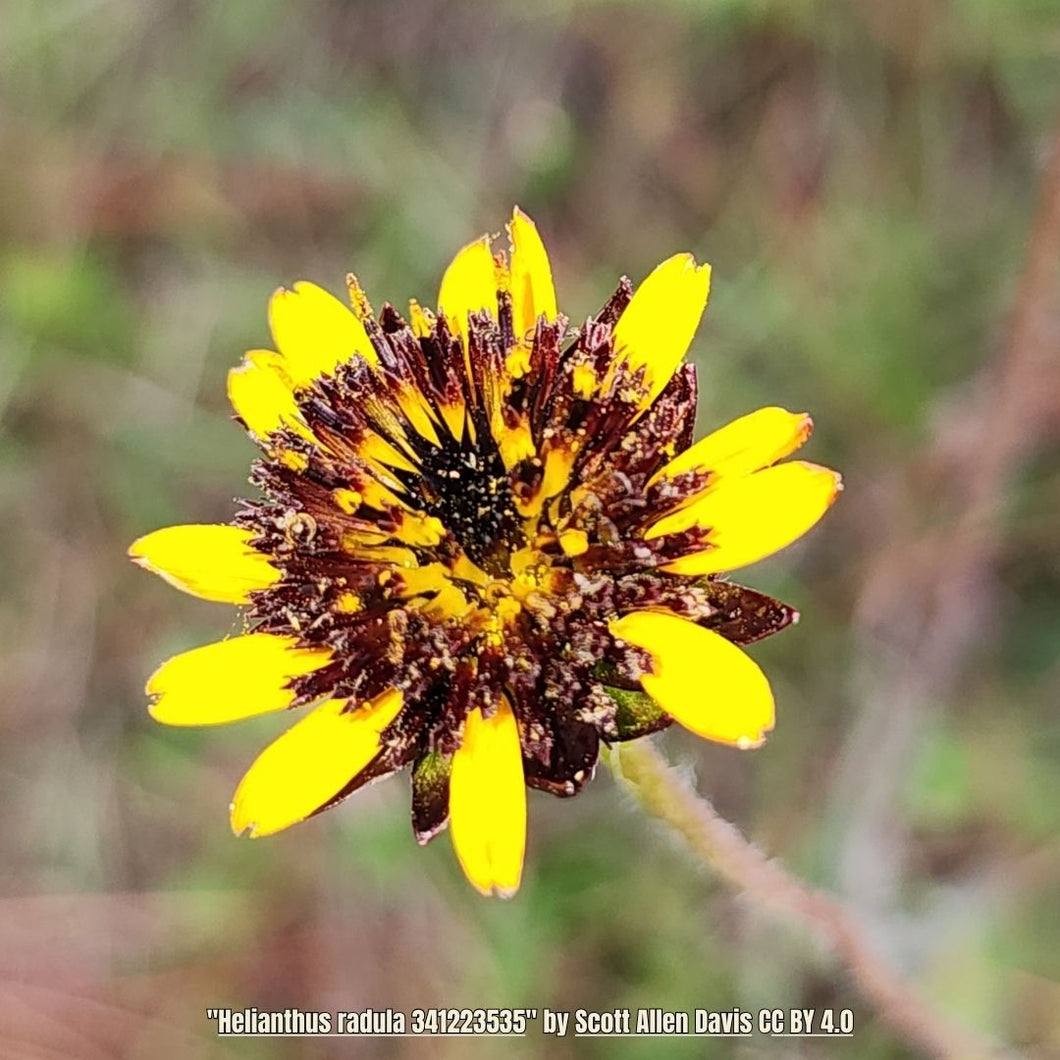 Rayless Sunflower-Helianthus radula