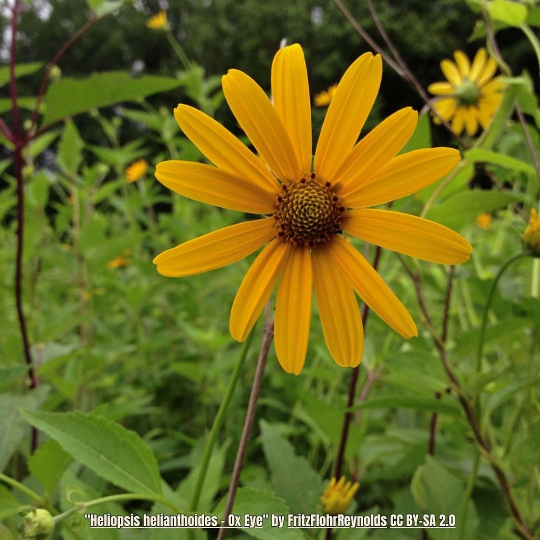 Oxeye Sunflower - Heliopsis helianthoides (1 Gal.)