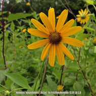 Oxeye Sunflower (Heliopsis helianthoides) - 1 Gallon