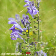 Helmet Skullcap (Scutellaria integrifolia) - 1 Gallon
