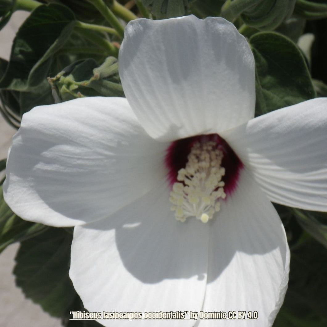 Rose Mallow - Hibiscus lasiocarpos (3 Gal.)