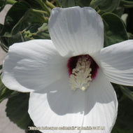 Rose Mallow (Hibiscus lasiocarpos) - 3 Gallon