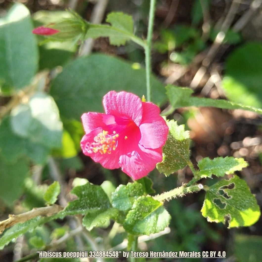 Fairy Hibiscus - Hibiscus poeppigii (1 & 3 Gal)
