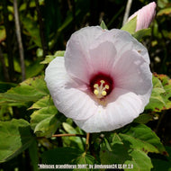 Swamp Rosemallow (Hibiscus grandiflorus)