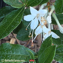 Load image into Gallery viewer, Hammocksweet Azalea - Rhododendron viscosum var. serrulatum (3 Gal.)
