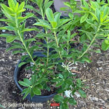 Load image into Gallery viewer, Hammocksweet Azalea - Rhododendron viscosum var. serrulatum (3 Gal.)
