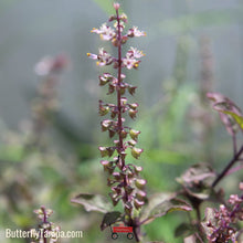 Load image into Gallery viewer, Holy Basil/Tulsi - Ocimum tenuiflorum (1 Gal)
