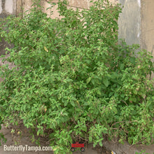 Load image into Gallery viewer, Holy Basil/Tulsi - Ocimum tenuiflorum (1 Gal)
