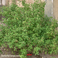 Holy Basil/Tulsi (Ocimum tenuiflorum) - 1 Gallon