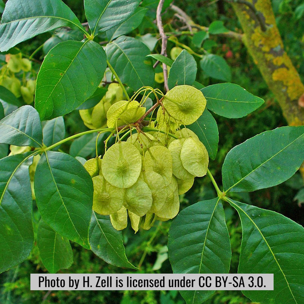 Hoptree - Ptelea trifoliata (3 Gal)