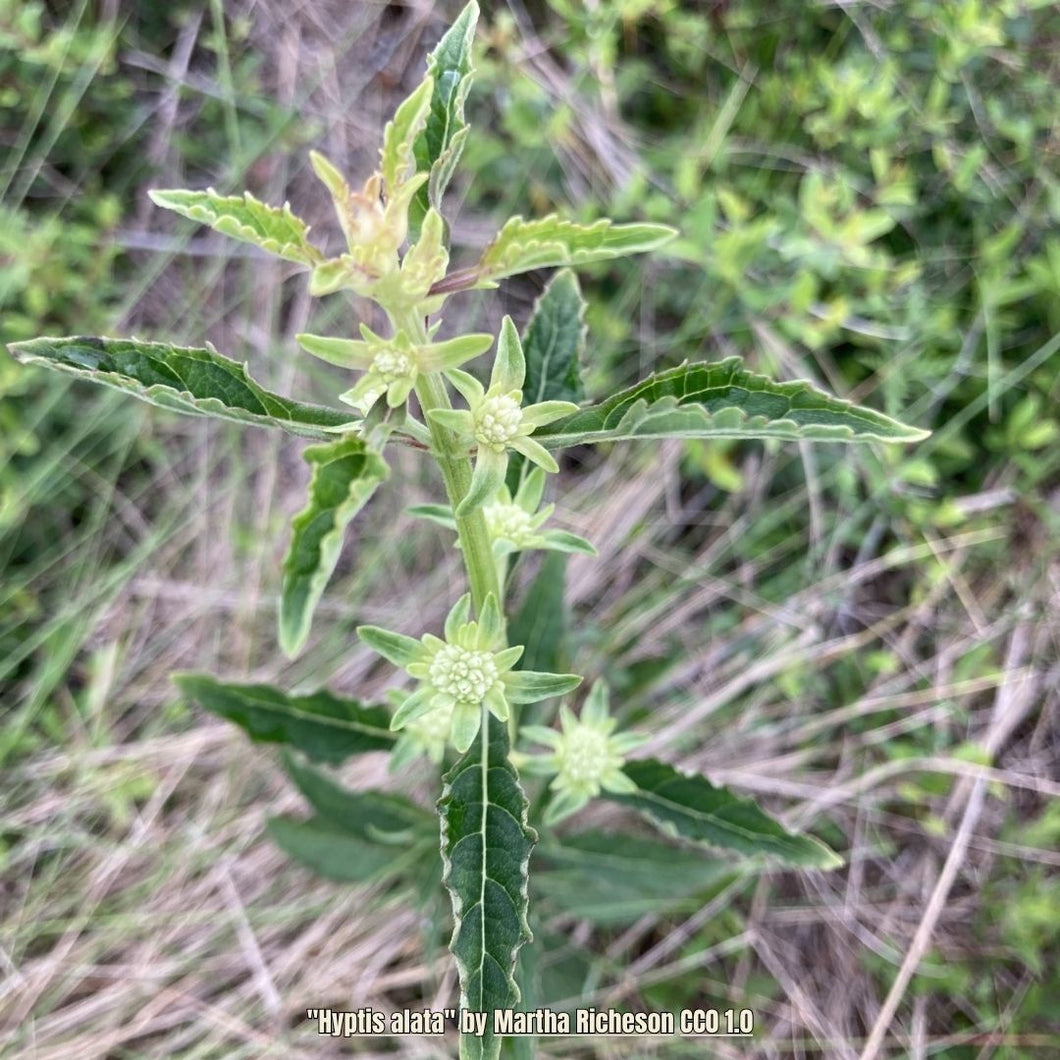 Musky Bushmint - Hyptis alata (1 Gal)