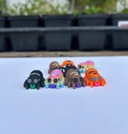 Little Regal Spiders