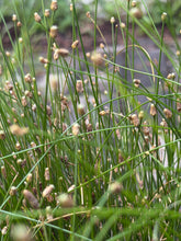 Load image into Gallery viewer, Spikerush (Eleocharis geniculata) - 1 Gallon
