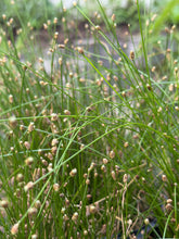 Load image into Gallery viewer, Spikerush (Eleocharis geniculata) - 1 Gallon
