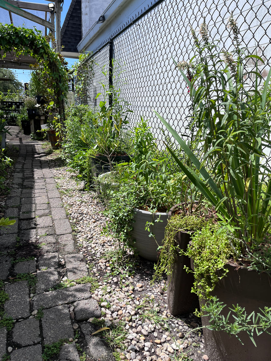 Pollinator Pots β Little Red Wagon Native Nursery