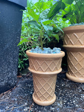 Load image into Gallery viewer, Ice Cream Coneflower

