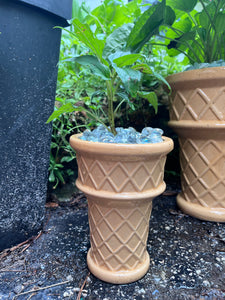 Ice Cream Coneflower