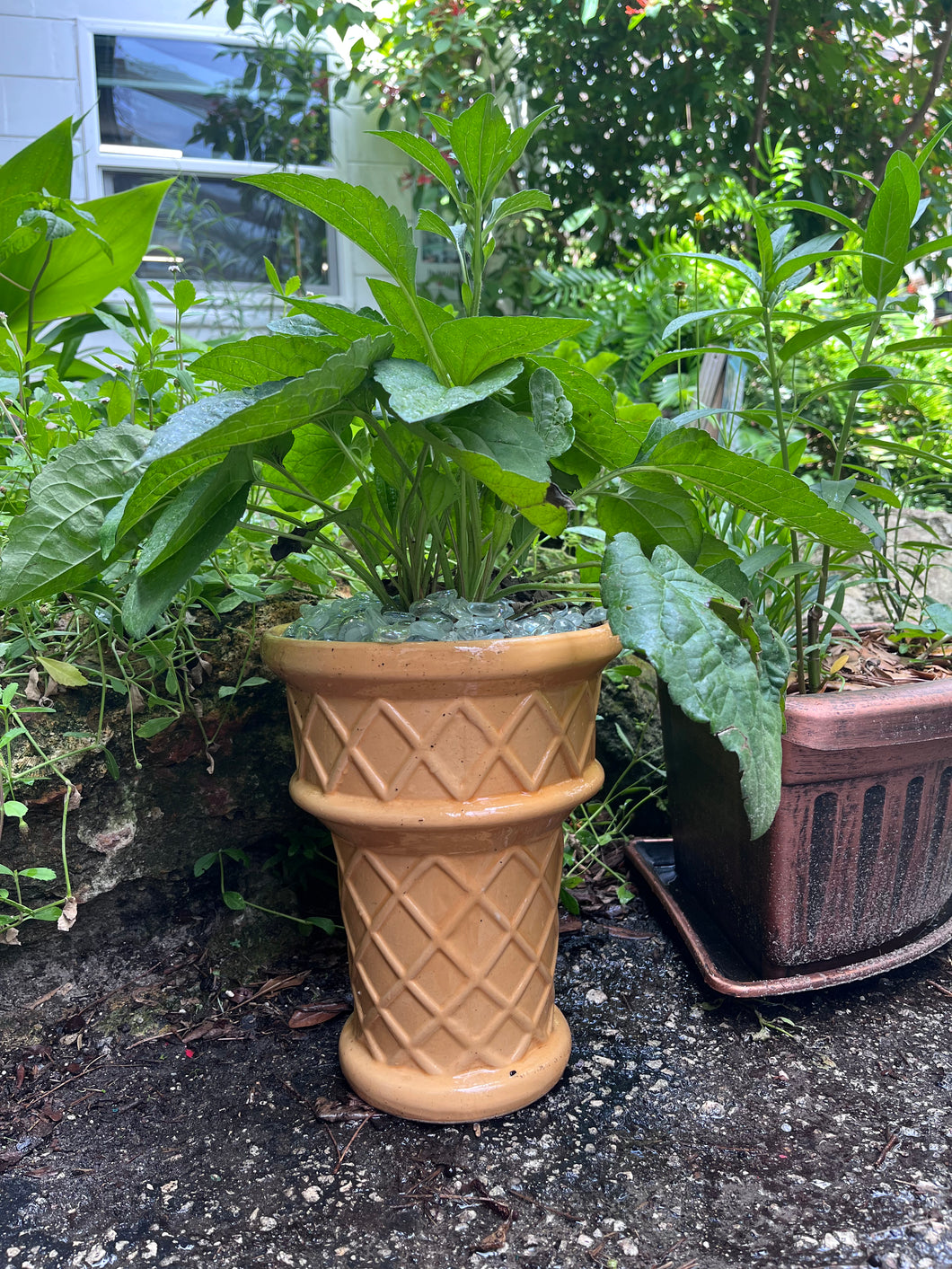 Ice Cream Coneflower