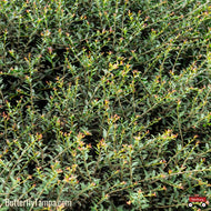 Dwarf Yaupon Holly (Ilex vomitoria) - 3 Gallon