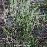 Juba's Bush/Bloodleaf (Iresine diffusa)