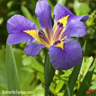 Blue Flag Iris (Iris virginica)