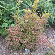 Virginia Sweetspire (Itea virginica 'Henry's Garnet') - 3 Gallon