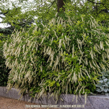 Load image into Gallery viewer, Virginia Sweetspire - Itea virginica 'Henry's Garnet' (3 Gal.)
