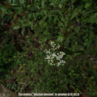 Walter's Viburnum (Viburnum obovatum)