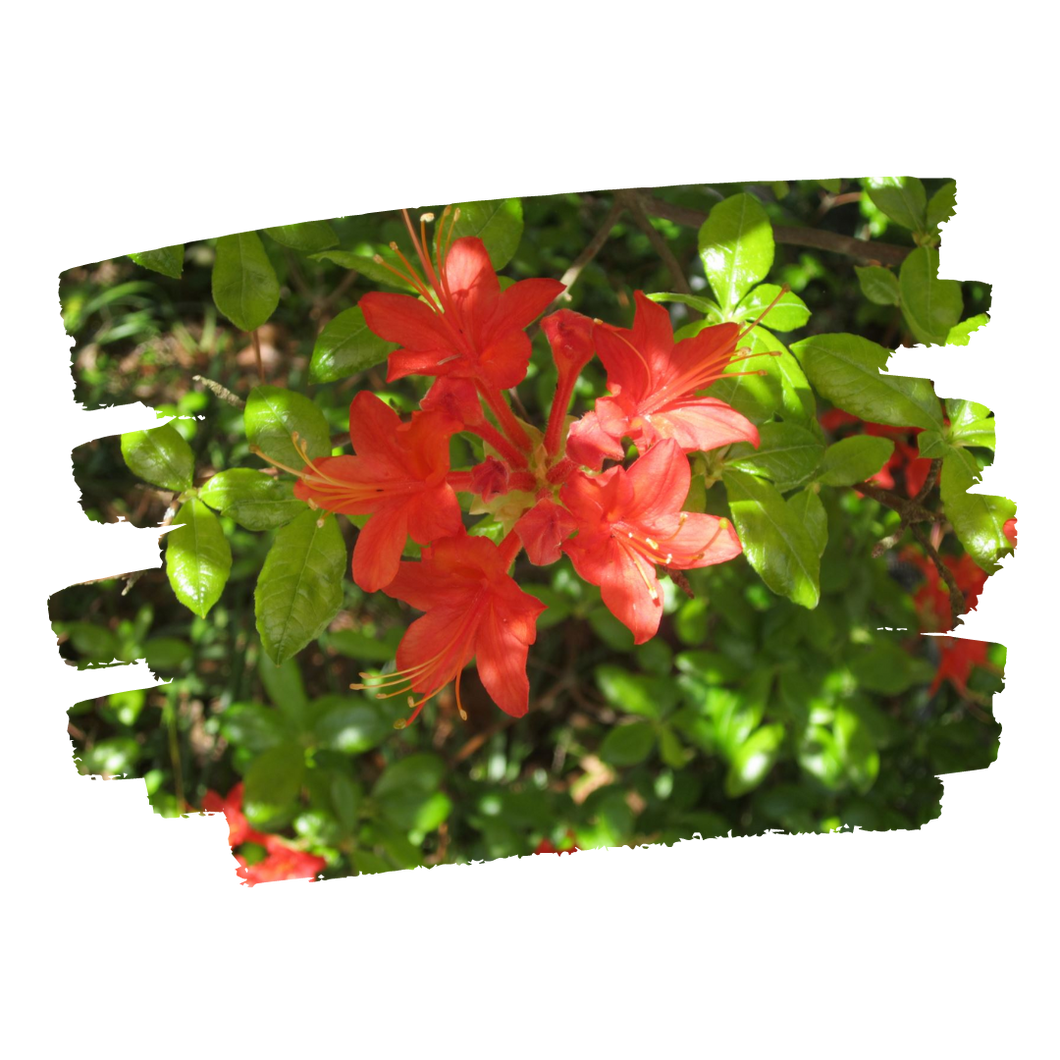 'Jack Melton' Flame Azalea - Rhododendron flammeum (1 Gal.)