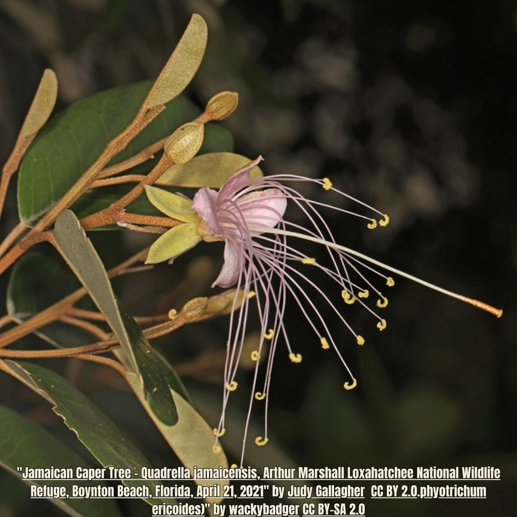 Jamaica Caper - Quadrella jamaicensis