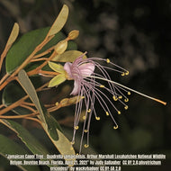 Jamaica Caper (Quadrella jamaicensis)