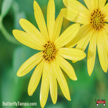 Load image into Gallery viewer, Jerusalem Artichoke - Helianthus tuberosus L.
