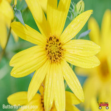 Load image into Gallery viewer, Jerusalem Artichoke - Helianthus tuberosus L.
